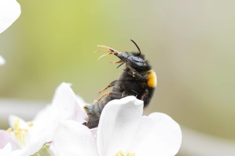 Buff tailed bumble bee (Bombus terrestris) adult insect on apple tree flowers in the springtime,