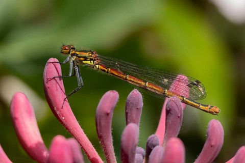 Large red damselfly (Pyrrhosoma nymphula) adult insect on a garden Clematis flower in the summer,