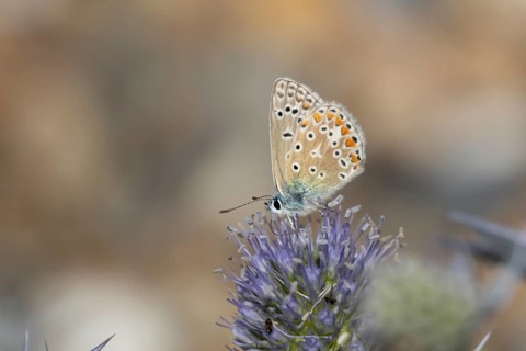 Common blue butterfly (Polyommatus icarus) adult insect feeding on Sea holly flowers in summer,