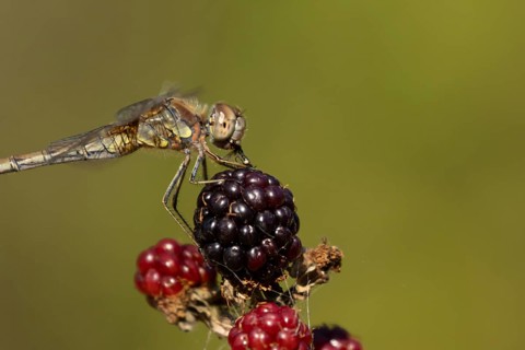 Common darter dragonfly (Sympetrum striolatum) adult insect feeding on a fly while resting on
