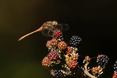 Common darter dragonfly (Sympetrum striolatum) adult insect resting on blackberries fruit in the