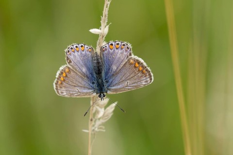 Common blue butterfly (Polyommatus icarus) adult insect resting on a grass stem in the summer,