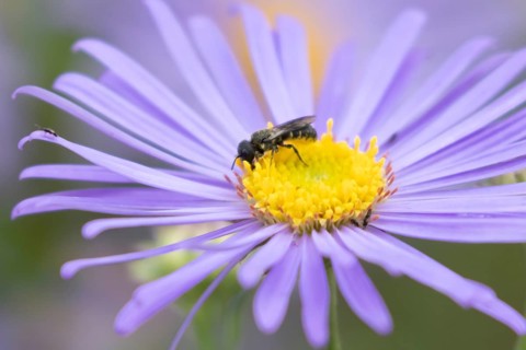 Yellow faced bee (Hylaeus spp.) adult insect on a garden Aster flower in the summer, England,