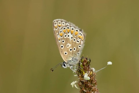 Common blue butterfly (Polyommatus icarus) adult insect resting on a Ribwort plantain flower in the