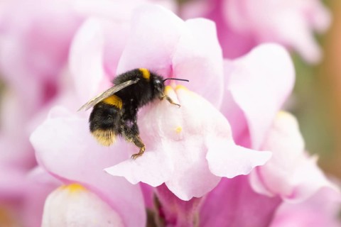 Buff tailed bumble bee (Bombus terrestris) adult insect feeding on garden Snapdragon flowers in the