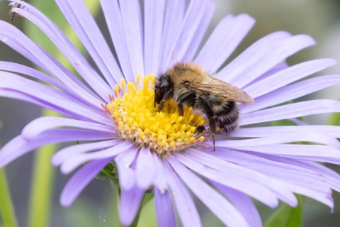 Common carder bumble bee (Bombus pascuorum) adult insect feeding on garden Aster flowers in the