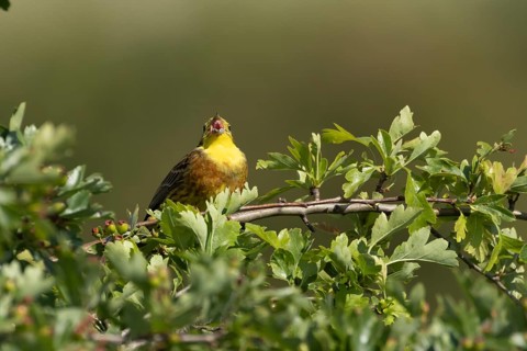 Yellowhammer (Emberiza citrinella) adult male bird singing in a hawthorn hedgerow in summer,