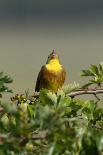 Yellowhammer (Emberiza citrinella) adult male bird singing in a hawthorn hedgerow in summer,