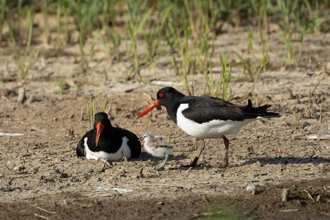 Eurasian oystercatcher (Haematopus ostralegus) two adult wading birds seemingly adopted a Pied