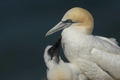 Northern gannet (Morus bassanus) adult parent bird and juvenile baby chick seabirds on a nest on a