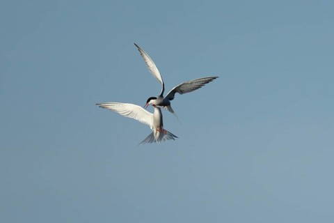 Common tern (Sterna hirundo) two adult birds displaying in flight in summer, England, United