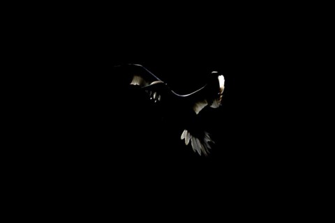 Northern gannet (Morus bassanus) adult seabird flying backlit against a coastal cliff top in
