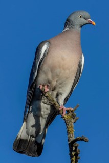 Wood pigeons (Columba palumbus) like to perch on the tops of solitary trees and observe their