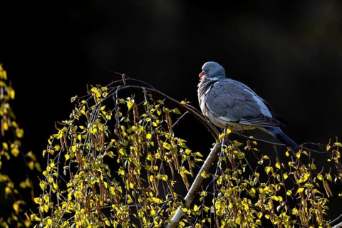 Wood pigeon (Columba palumbus) resting on a birch tree, Germany