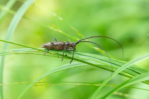Close-up of a monochrome longhorn buck on a blade of grass in a natural setting. Bad Reichenhall,