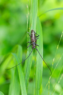 Close-up of a monochrome longhorn buck on a blade of grass in a natural setting. Bad Reichenhall,