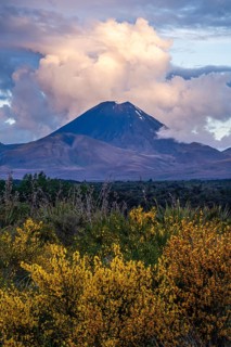 Mount Ngauruhoe in the evening at sunset. Blooming broom in the foreground. Tongariro National