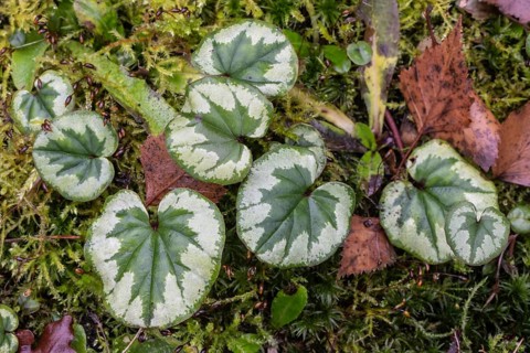 Early spring cyclamen (Cyclamen coum), Emsland, Lower Saxony, Germany