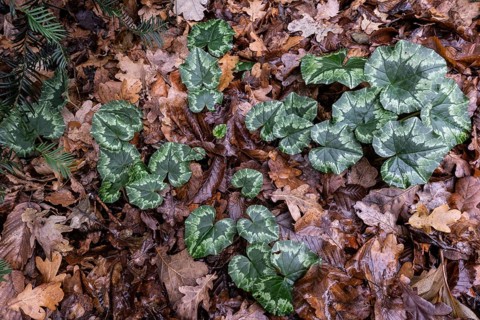 Cyclamen hederifolium (Cyclamen hederifolium), Emsland, Lower Saxony, Germany
