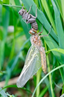 Hairy dragonfly (Brachytron pratense), freshly hatched animal on a reed stem with exuviae, Peene