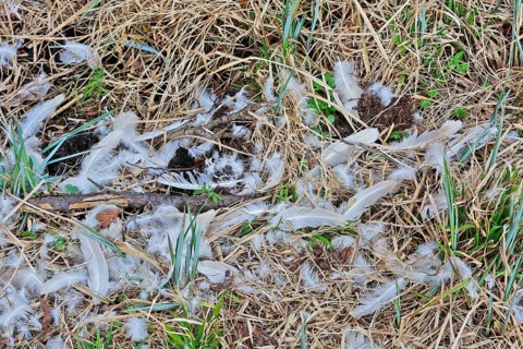 Mute swan (Cygnus olor), remnant of a beaten animal, predator, feathers of an etching, Peene Valley