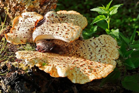 Scaly stem porling (Cerioporus squamosus) on dead wood, Peene Valley nature park Park,
