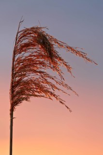 Reed grass seeds at sunset, reed tassel, Peenetal nature park Park, Mecklenburg-Western Pomerania,