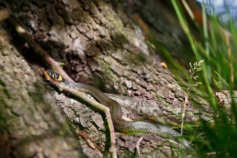 Grass snake (Natrix natrix), resting animal in the sun, grass snake sunbathing, Peene Valley nature