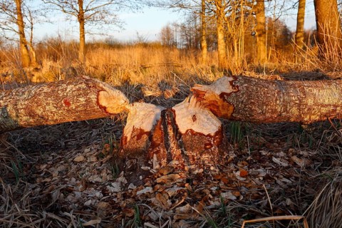 Beaver (Castor fibre), tree felled by a beaver, activities of a beaver, beaver cutting, Peene