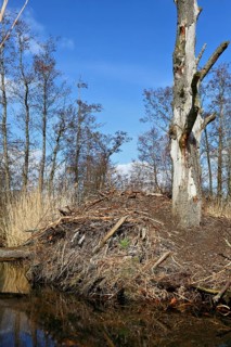 Beaver (Castor fibre), castle of a beaver on the banks of the Peene, dwelling of a beaver, Peene