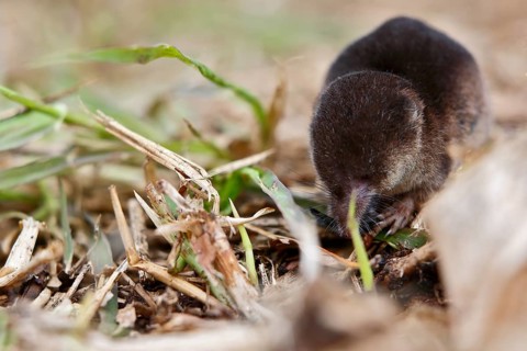 Wood shrew (Sorex araneus), foraging, Peene Valley nature park Park, Mecklenburg-Western Pomerania,