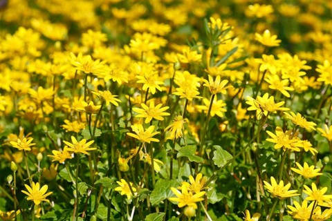 Lesser celandine (Ficaria verna, synonym: Ranunculus ficaria L.), flowers in a damp location, Peene