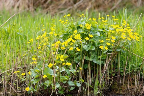 Marsh marigold (Caltha palustris), flowers in a wetland habitat, Peene Valley nature park Park,