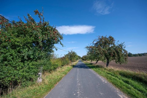 Apple tree avenue (Malus) with ripe fruit on a country road, Othenstorf, Mecklenburg-Vorpommern,
