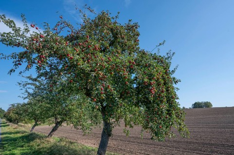 Apple tree (Malus) with ripe fruit on a village street, Othenstorf, Mecklenburg-Vorpommern, Germany