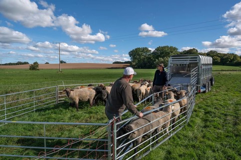 Shepherds prepare to load sheep standing in the Ferch into the animal transporter, Rehna,