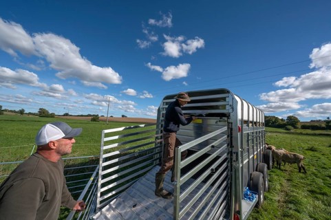 Shepherd loading his sheep into the two-story animal transporter, in the pasture, Rehna,