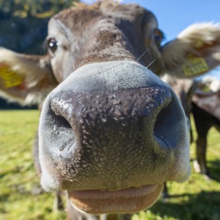 Curious Allgäu Brown Swiss, (Bos primigenius taurus), Allgäu, Bavaria, Germany