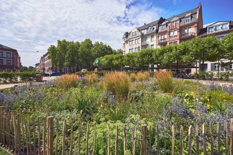 Park, flower bed, wooden fence, trees, general architecture, houses, buildings, blue sky,