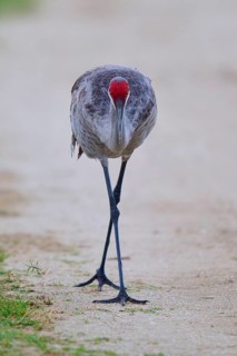A crane on a path, with head down and attentive gaze, Canada cranes or Florida cranes (Grus