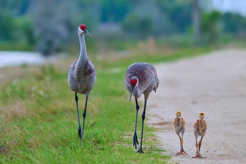 Crane parents and chicks walking side by side on a dirt track, Canada cranes or Florida cranes