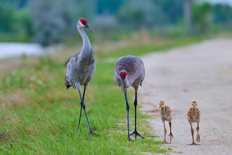 Two cranes with red heads leading their chicks along a path, Canada cranes or Florida cranes (Grus