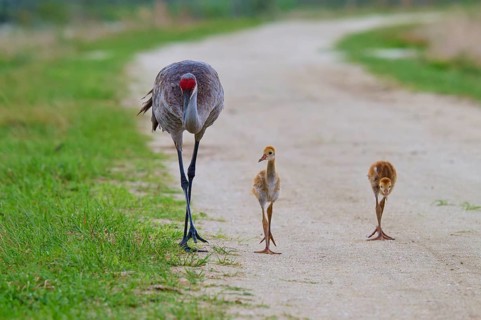 A crane with two chicks on a gravel path in nature, Canada cranes or Florida cranes (Grus