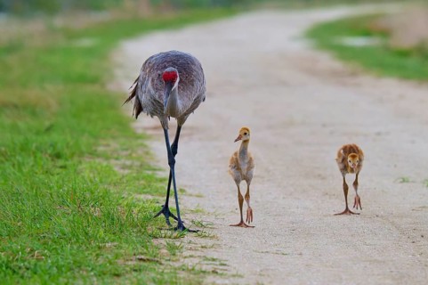 A crane leading two chicks along a path, Canada cranes or Florida cranes (Grus canadensis