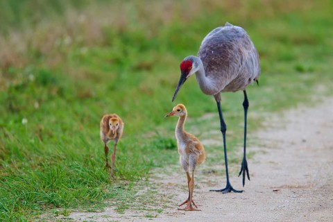 A crane with two chicks on a path in nature, Canada cranes or Florida cranes (Grus canadensis
