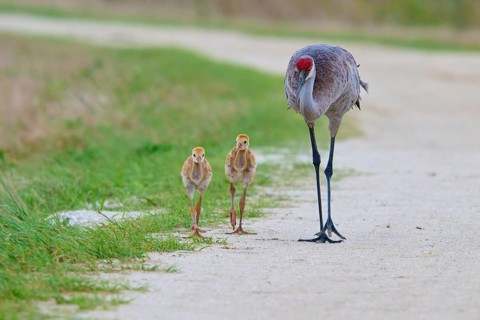 A crane walks along a rural path with two chicks, Canada cranes or Florida cranes (Grus canadensis