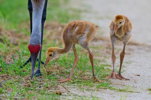Two chicks pecking grass under an adult crane, Canada cranes or Florida cranes (Grus canadensis