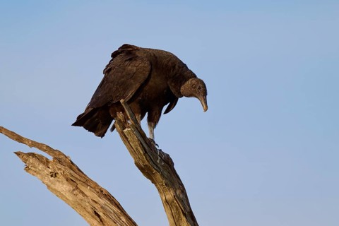 A vulture sits on a branch against the blue sky and looks down, Turkey Vulture (Cathartes aura),