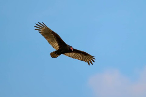 A vulture flies with spread wings in the blue sky, Turkey Vulture (Cathartes aura), Spring, Orlando