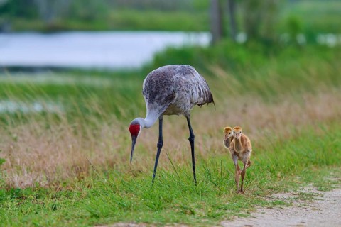 A crane and two chicks walking along a gravel path near a lake, Canada cranes or Florida cranes